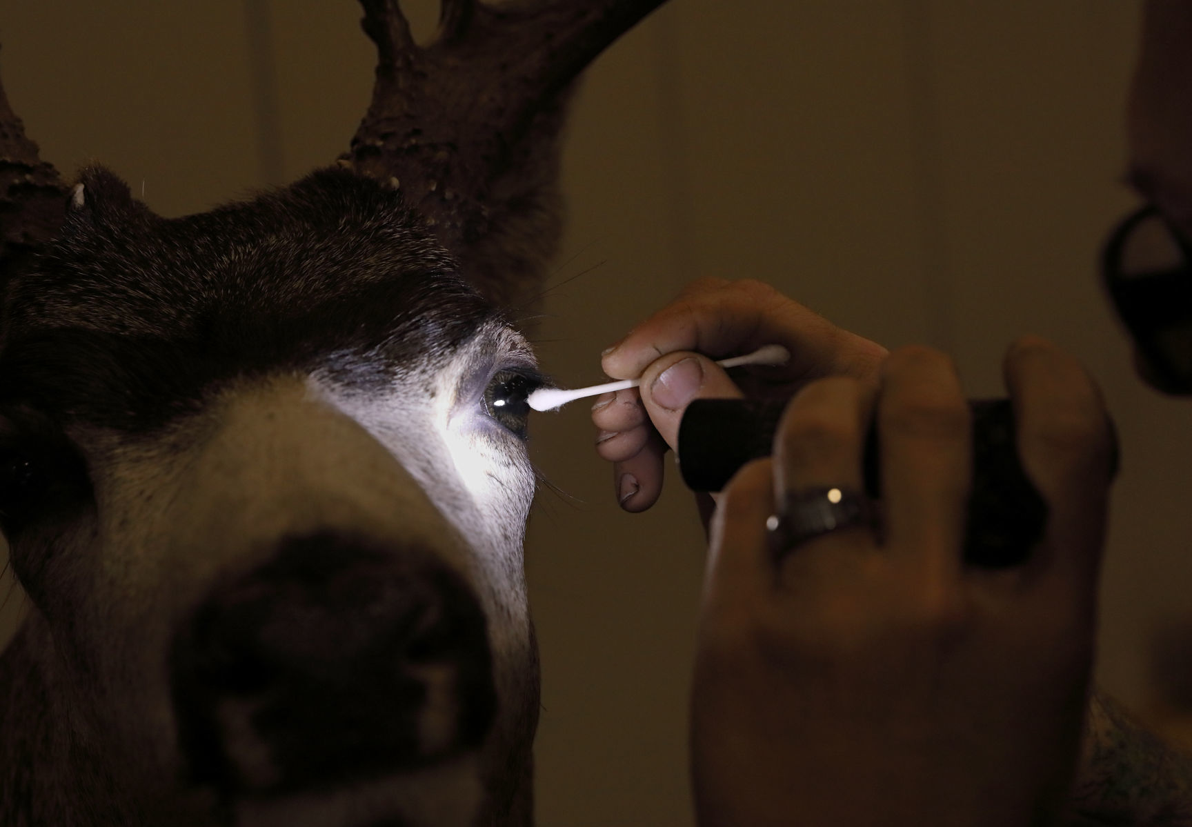 2019 World Taxidermy & Fish Carving Championships in Springfield, Mo.